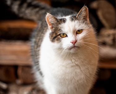 Katzen